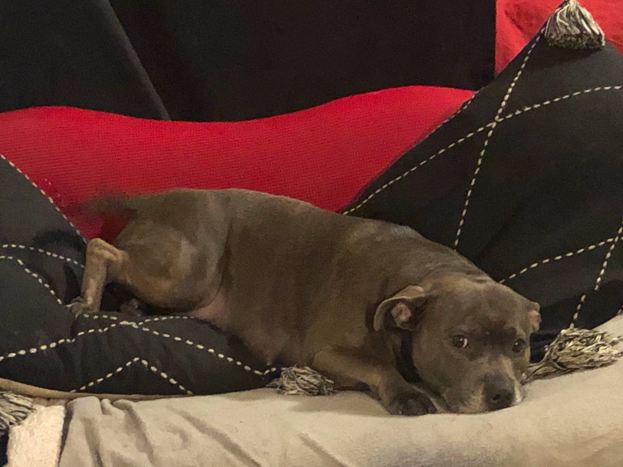 Nova participe au concours pour gagner de l'argent avec cette photo : carnivore, collar, comfort, companion_dog, couch, dog, dog_breed, dog_supply, fawn, fur, grey, linens, liver, pet_supply, snout, sporting_group, tail, terrestrial_animal, whiskers, working_animal