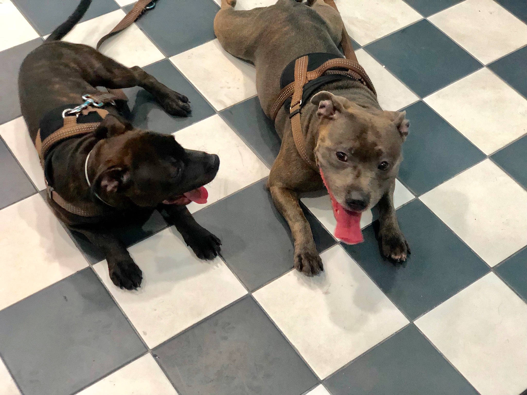 Nova a rejoint le concours — aidez-le/la à gagner de superbes lots ! canidae, carnivore, collar, companion_dog, dog, dog_breed, dog_collar, dog_supply, fawn, flooring, fur, guard_dog, leash, liver, mammal, snout, sporting_group, tail, vertebrate, working_animal