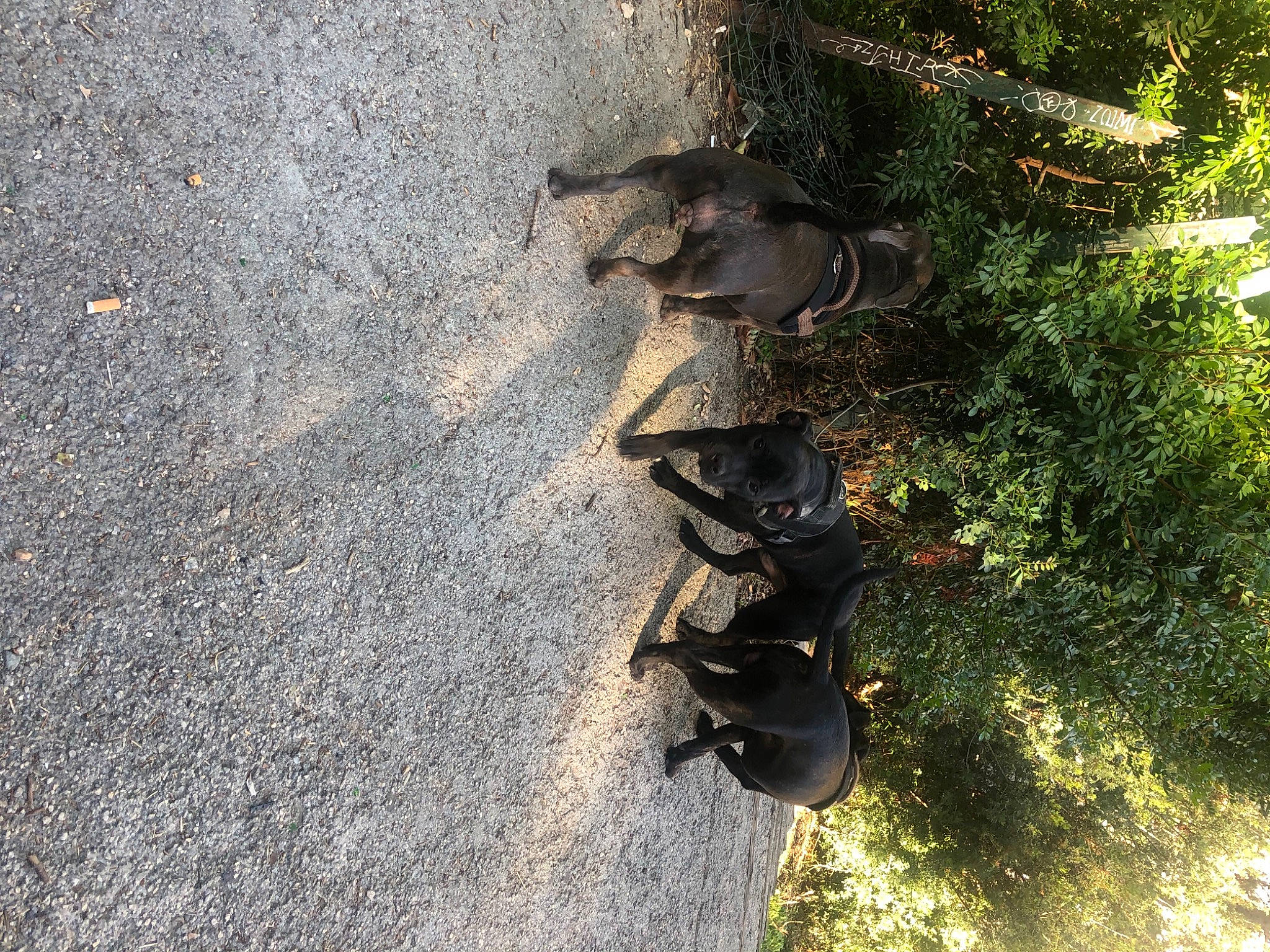Nova participe au concours pour gagner de l'argent avec cette photo : asphalt, canidae, dog_breed, foot, grass, human_leg, people_in_nature, plant, road_surface, shade, shadow, soil, sporting_group, tail, tar, terrestrial_animal, tints_and_shades, tree, trunk, wood