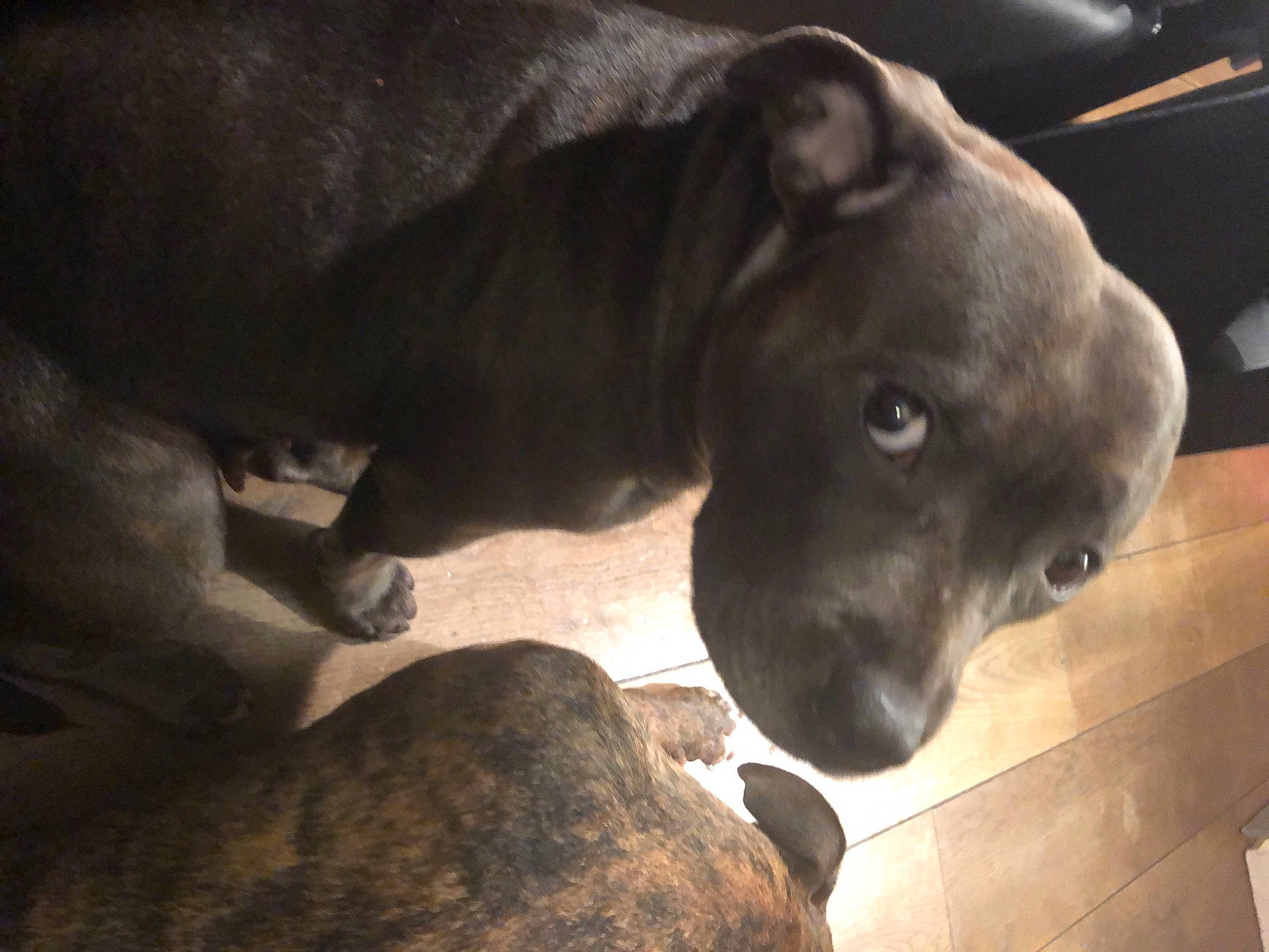 Nova participe au concours pour gagner de l'argent avec cette photo : canidae, carnivore, comfort, companion_dog, dog, dog_breed, fawn, fur, guard_dog, liver, non_sporting_group, snout, sporting_group, terrestrial_animal, whiskers, window, working_animal