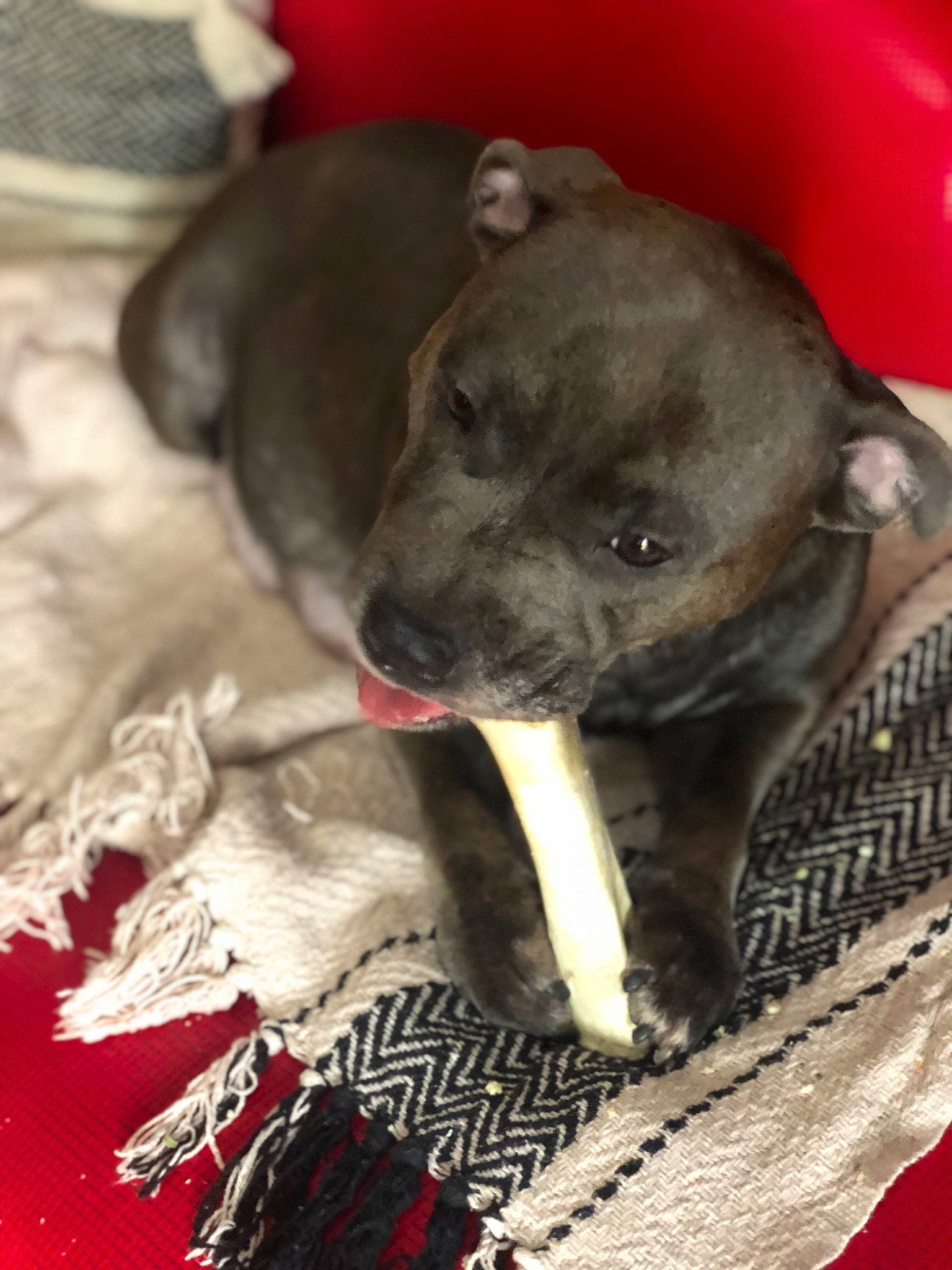 Nova participe au concours pour gagner de l'argent avec cette photo : american_pit_bull_terrier, american_staffordshire_terrier, canidae, carnivore, dog, dog_breed, fawn, mammal, non_sporting_group, peruvian_hairless_dog, puppy, snout, sporting_group, staffordshire_bull_terrier, vertebrate