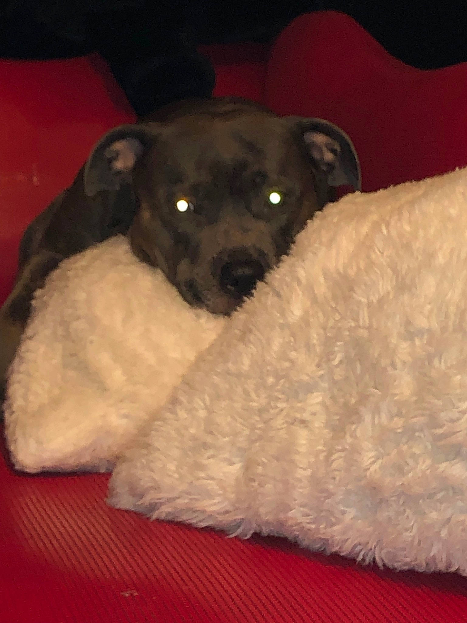 Nova participe au concours pour gagner de l'argent avec cette photo : border_terrier, canidae, carnivore, companion_dog, dog, dog_breed, patterdale_terrier, pillow, puppy, snout, sporting_group