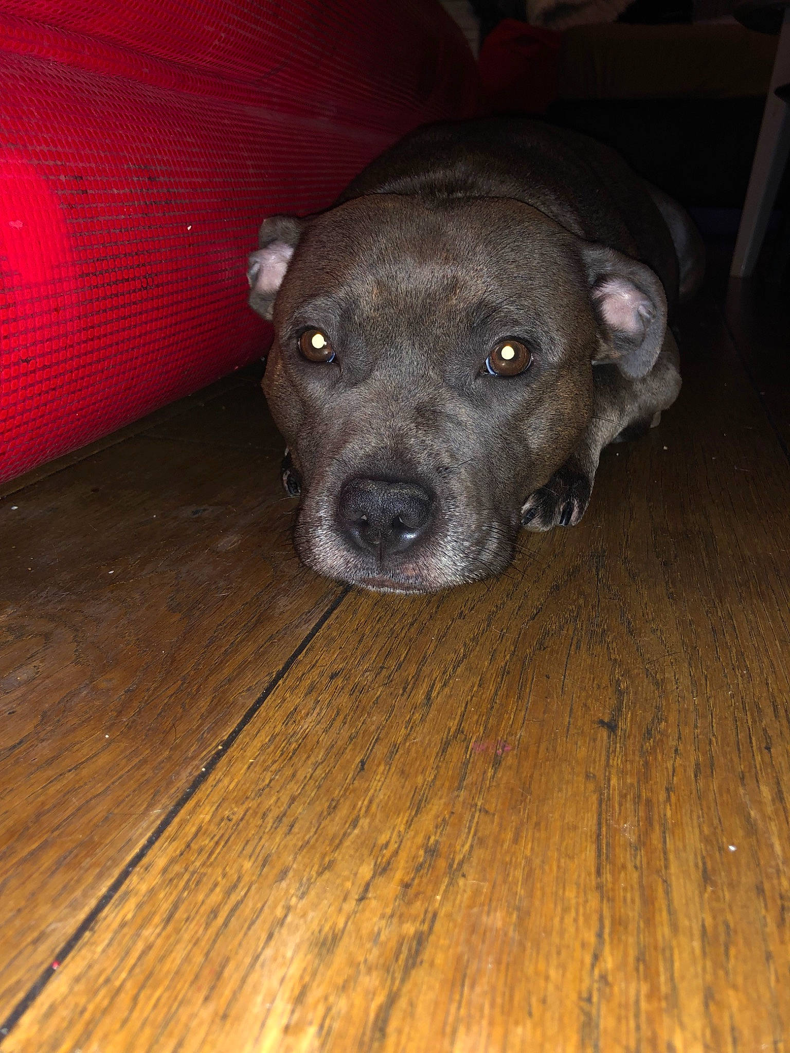 Nova a rejoint le concours — aidez-le/la à gagner de superbes lots ! alaunt, american_pit_bull_terrier, american_staffordshire_terrier, canidae, carnivore, dog, dog_breed, fawn, mammal, non_sporting_group, nose, pit_bull, snout, staffordshire_bull_terrier, vertebrate