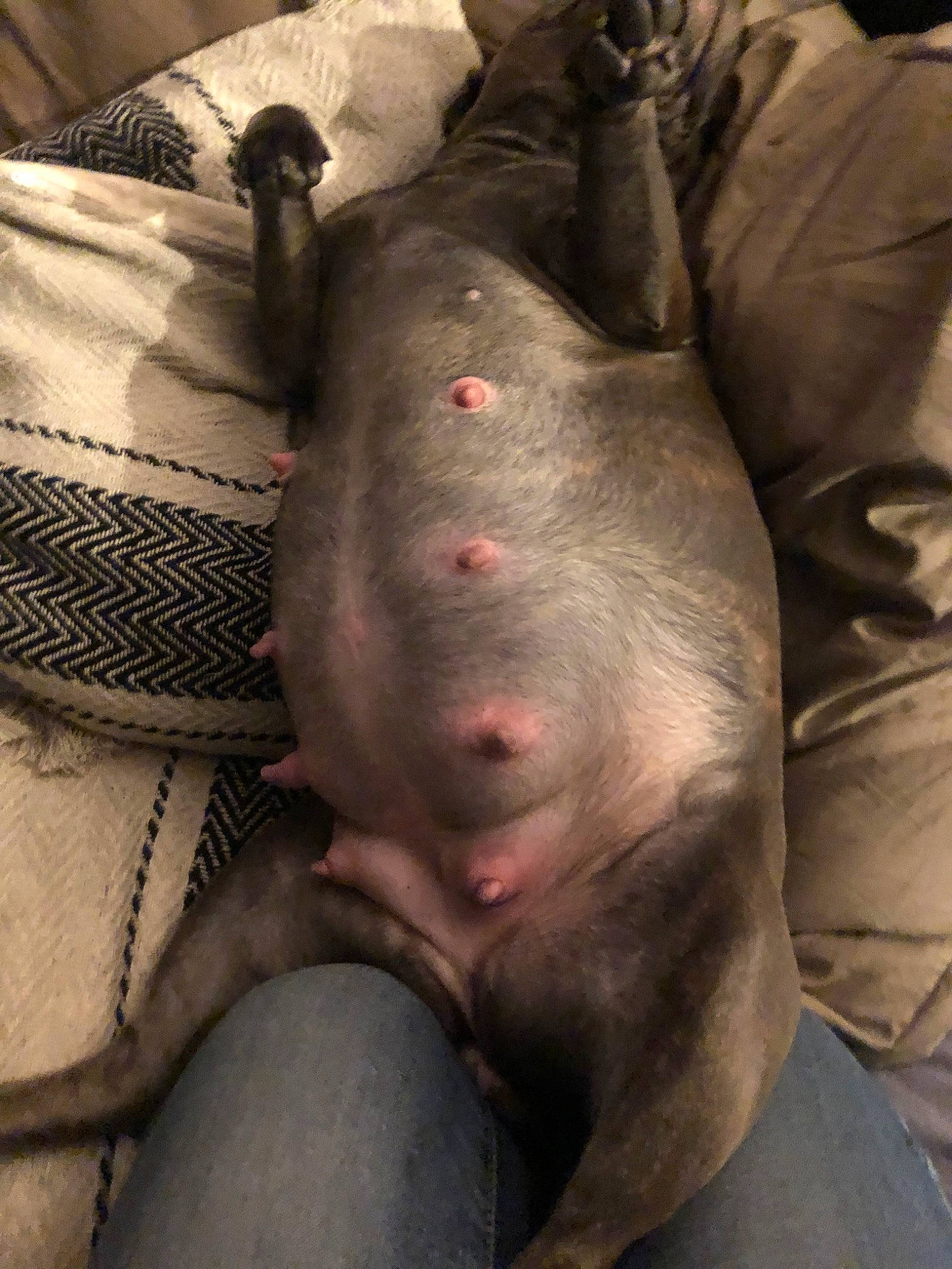 Nova a rejoint le concours — aidez-le/la à gagner de superbes lots ! american_hairless_terrier, fawn, non_sporting_group, peruvian_hairless_dog, snout