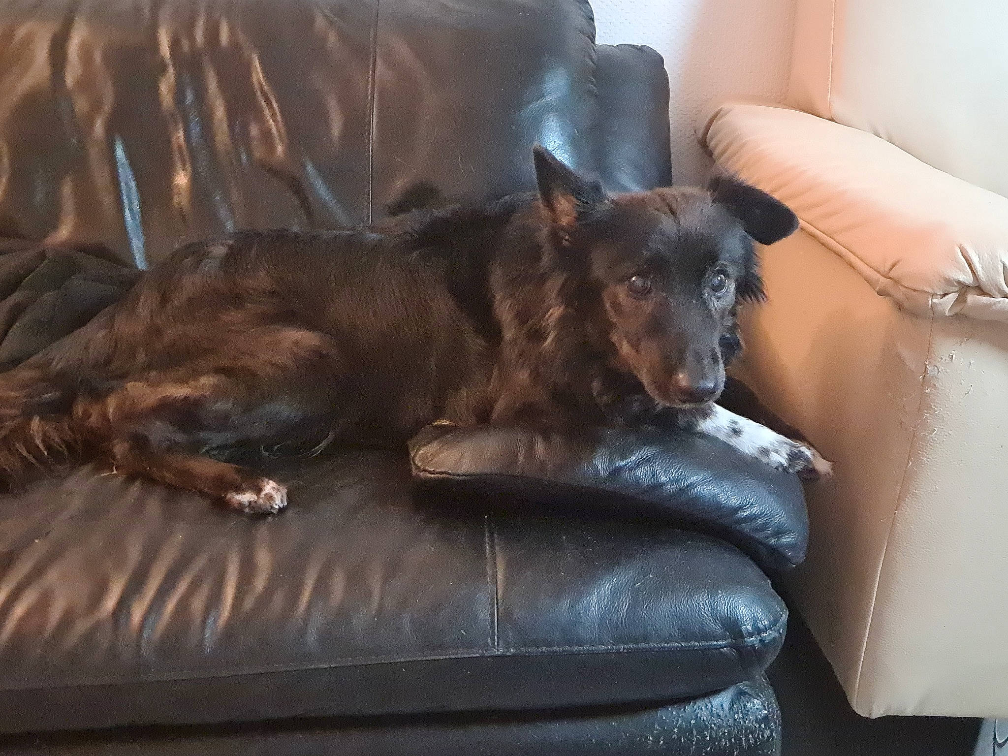 Lesly a rejoint le concours — aidez-le/la à gagner de superbes lots ! brown, canidae, carnivore, comfort, companion_dog, couch, dog, dog_breed, flooring, furniture, guard_dog, hardwood, liver, living_room, room, sleeper_chair, sofa_bed, sporting_group, studio_couch, working_animal