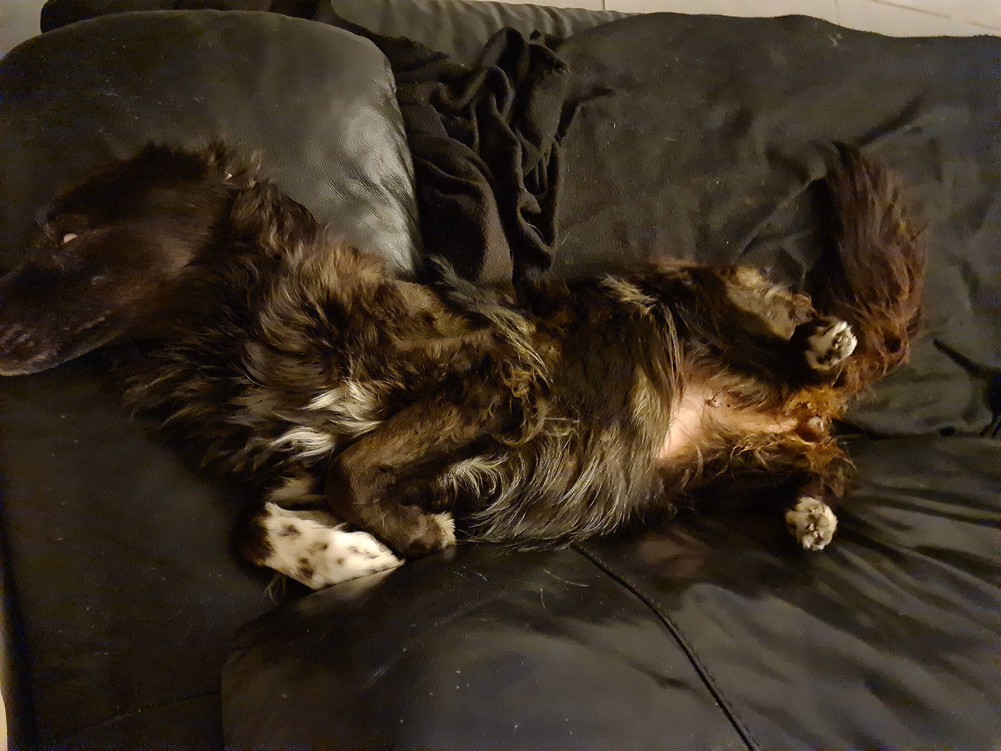 Lesly a rejoint le concours — aidez-le/la à gagner de superbes lots ! brown, canidae, carnivore, claw, comfort, companion_dog, dog, dog_breed, felidae, fur, liver, nap, paw, small_to_medium_sized_cats, sporting_group, tail, whiskers