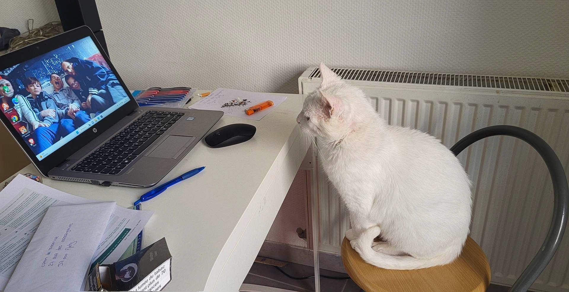 Nuage participe au concours pour gagner de l'argent avec cette photo : carnivore, cat, comfort, computer, computer_desk, computer_hardware, computer_monitor_accessory, desk, felidae, input_device, laptop, netbook, office_equipment, output_device, peripheral, personal_computer, small_to_medium_sized_cats, table, tail, whiskers