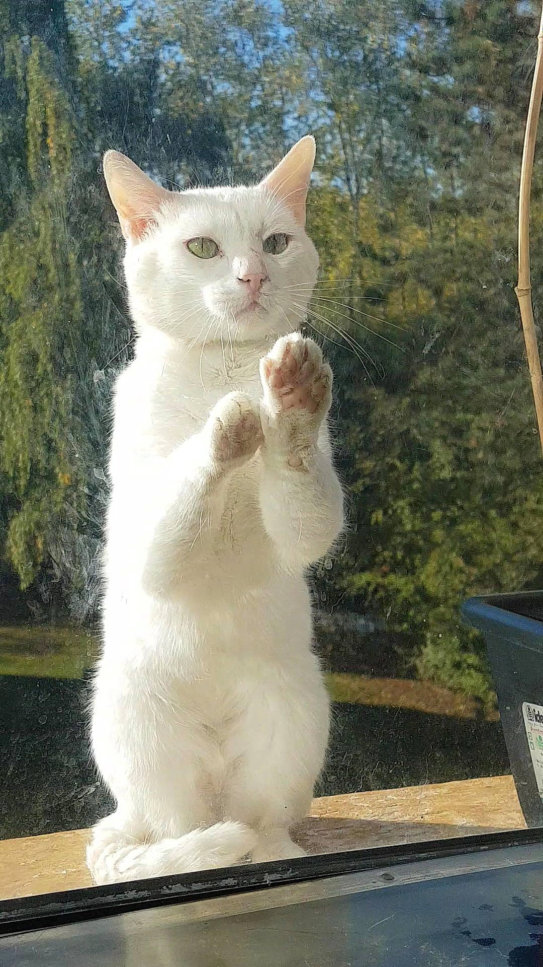 Nuage participe au concours pour gagner de l'argent avec cette photo : carnivore, cat, domestic_short_haired_cat, fawn, felidae, fur, gesture, paw, photo_caption, small_to_medium_sized_cats, snout, tail, terrestrial_animal, whiskers