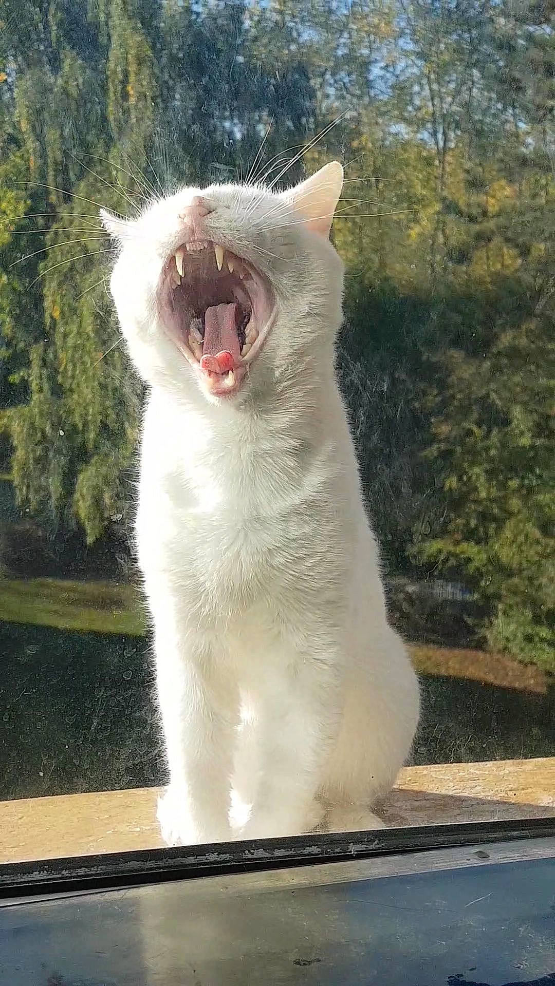 Nuage participe au concours pour gagner de l'argent avec cette photo : carnivore, cat, domestic_short_haired_cat, fang, felidae, fur, grass, jaw, paw, small_to_medium_sized_cats, snout, tail, terrestrial_animal, tree, whiskers, window, yawn