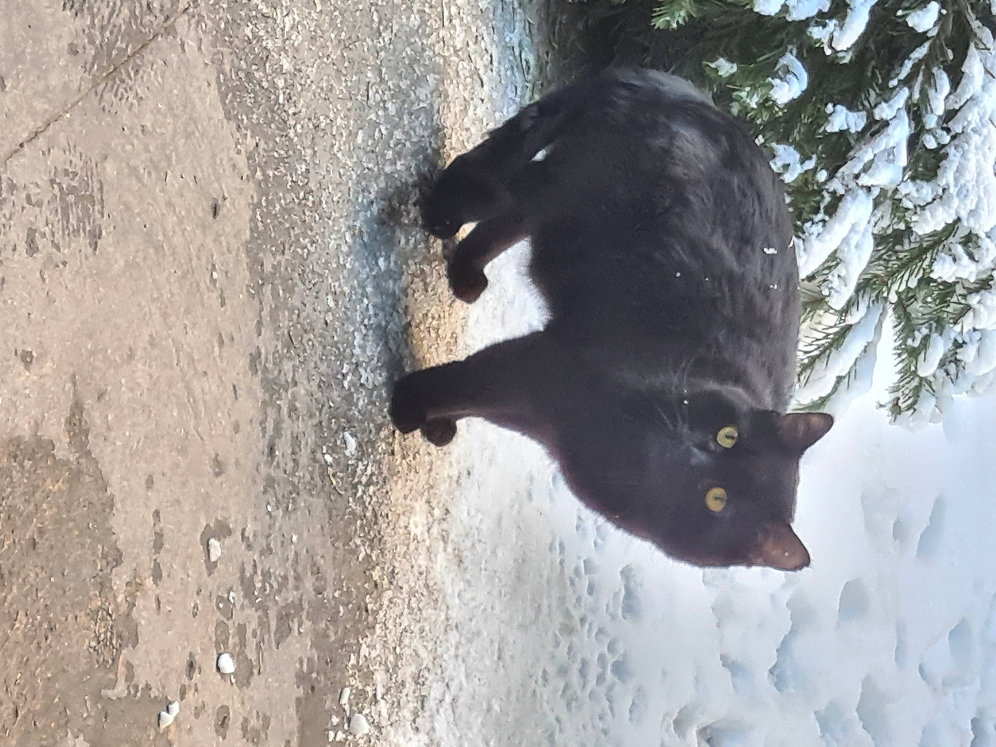 Lytchi a rejoint le concours — aidez-le/la à gagner de superbes lots ! black_cat, bombay, canidae, carnivore, cat, dog_breed, domestic_short_haired_cat, felidae, fur, paw, small_to_medium_sized_cats, snout, snow, sporting_group, tail, terrestrial_animal, tree, whiskers, wildlife, winter