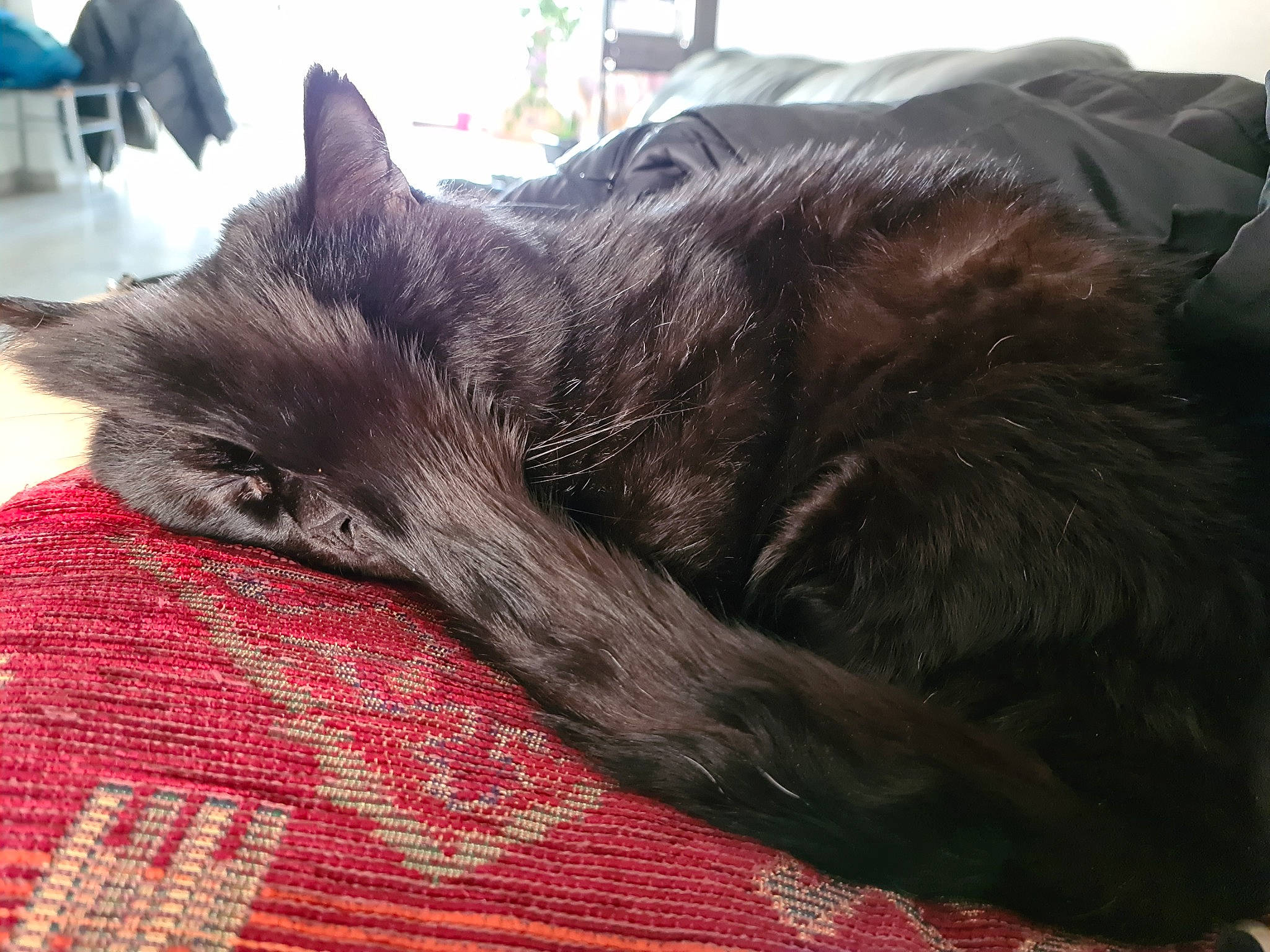 Lytchi participe au concours pour gagner de l'argent avec cette photo : black_cat, canidae, carnivore, cat, claw, comfort, companion_dog, dog_breed, domestic_short_haired_cat, felidae, fur, nap, pattern, plaid, sleep, small_to_medium_sized_cats, snout, sporting_group, terrestrial_animal, whiskers