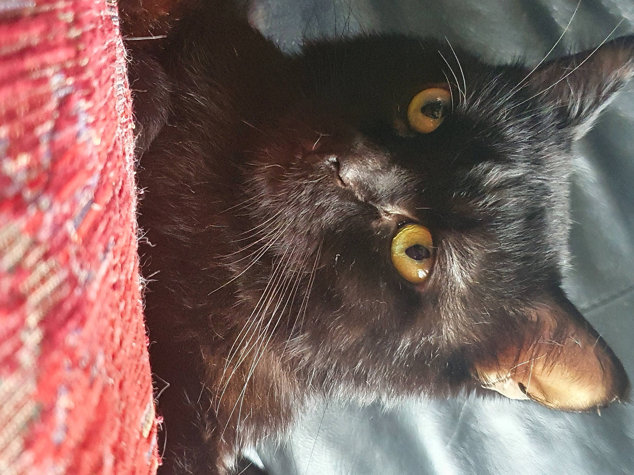 Lytchi a rejoint le concours — aidez-le/la à gagner de superbes lots ! black_cat, bombay, carnivore, cat, claw, domestic_short_haired_cat, ear, felidae, fur, organism, small_to_medium_sized_cats, snout, terrestrial_animal, whiskers