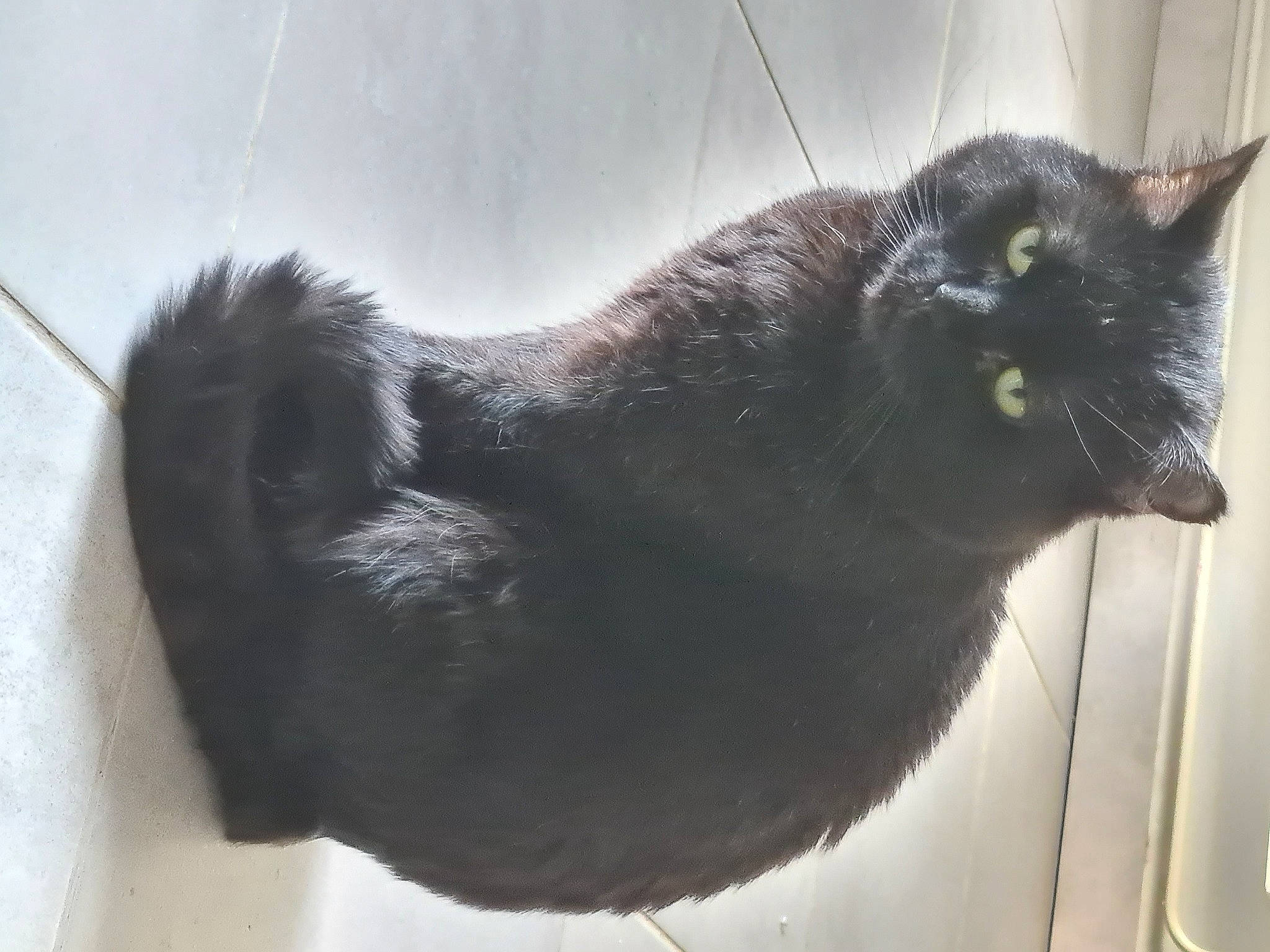 Lytchi a rejoint le concours — aidez-le/la à gagner de superbes lots ! balance, black_cat, bombay, carnivore, cat, claw, domestic_short_haired_cat, eye, felidae, fur, grey, iris, paw, small_to_medium_sized_cats, snout, tail, terrestrial_animal, whiskers, window