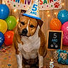 animal, balloons, banner, birthday_cake, birthday_party, candle, celebration, confetti, cute, decorations, dog, festive, gift_box, happy, indoor, lights, party_hat, paw_prints, pet, wooden_floor