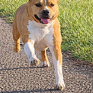 Fly participe au concours pour gagner de l'argent avec cette photo : dog, running, outdoor, path, grass, sunlight, happy, playful, canine, pet, walking, summer, nature, animal, mammal, energetic, tongue_out, ears_up, brown, white