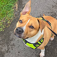 Fly a rejoint le concours — aidez-le/la à gagner de superbes lots ! alert, animal, brown, canine, closeup, companion, curious, cute, dog, ears, friendly, grass, harness, leash, nature, outdoor, pavement, pet, walking, white