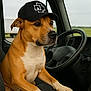 alert, animal, brown_dog, canine, cap, car_interior, daylight, dog, driver_seat, hat, outdoor, paws, pet, road_trip, side_view, steering_wheel, transportation, vehicle, white_chest, window