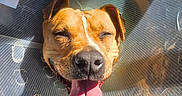 Fly participe au concours pour gagner de l'argent avec cette photo : dog, cone, tongue, happy, pet, animal, sunlight, closeup, face, ears, nose, mouth, tongue_out, canine, veterinary, protection, smiling, domestic, portrait, indoor