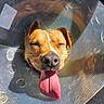 dog, cone, tongue, happy, pet, animal, sunlight, closeup, face, ears, nose, mouth, tongue_out, canine, veterinary, protection, smiling, domestic, portrait, indoor