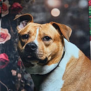 Fly a rejoint le concours — aidez-le/la à gagner de superbes lots ! bokeh, brown_fur, calm, canine, close_up, collar, dog, ears, expressive_eyes, floral_background, fur, indoor, looking_at_camera, pet, portrait, roses, snout, studio_photography, whiskers, white_fur