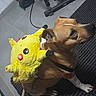 animal, backpack, black_stripes, brown_dog, cord, dog, ears, floor, household, indoor, leash, mat, paws, pet, pikachu, plush, sitting, snout, tile, wall