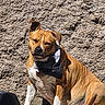 animal, bow_tie, brown_dog, canine, closeup, cute, daylight, dog, domestic_animal, one_animal, outdoor, pet, portrait, relaxed, shadow, sitting, sunlight, texture, wall, white_paws