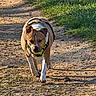 dog, animal, pet, walking, outdoor, path, dirt, grass, harness, brown, white, sunlight, nature, canine, mammal, daytime, active, walking_towards_camera, closeup, one_animal