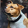 attentive, blurred_background, brown_and_white, chest, closeup, collar, dog, domestic_animal, ear, eyes, fur, looking_up, muzzle, nose, pet, portrait, short_hair, side_profile, studio_style, whiskers