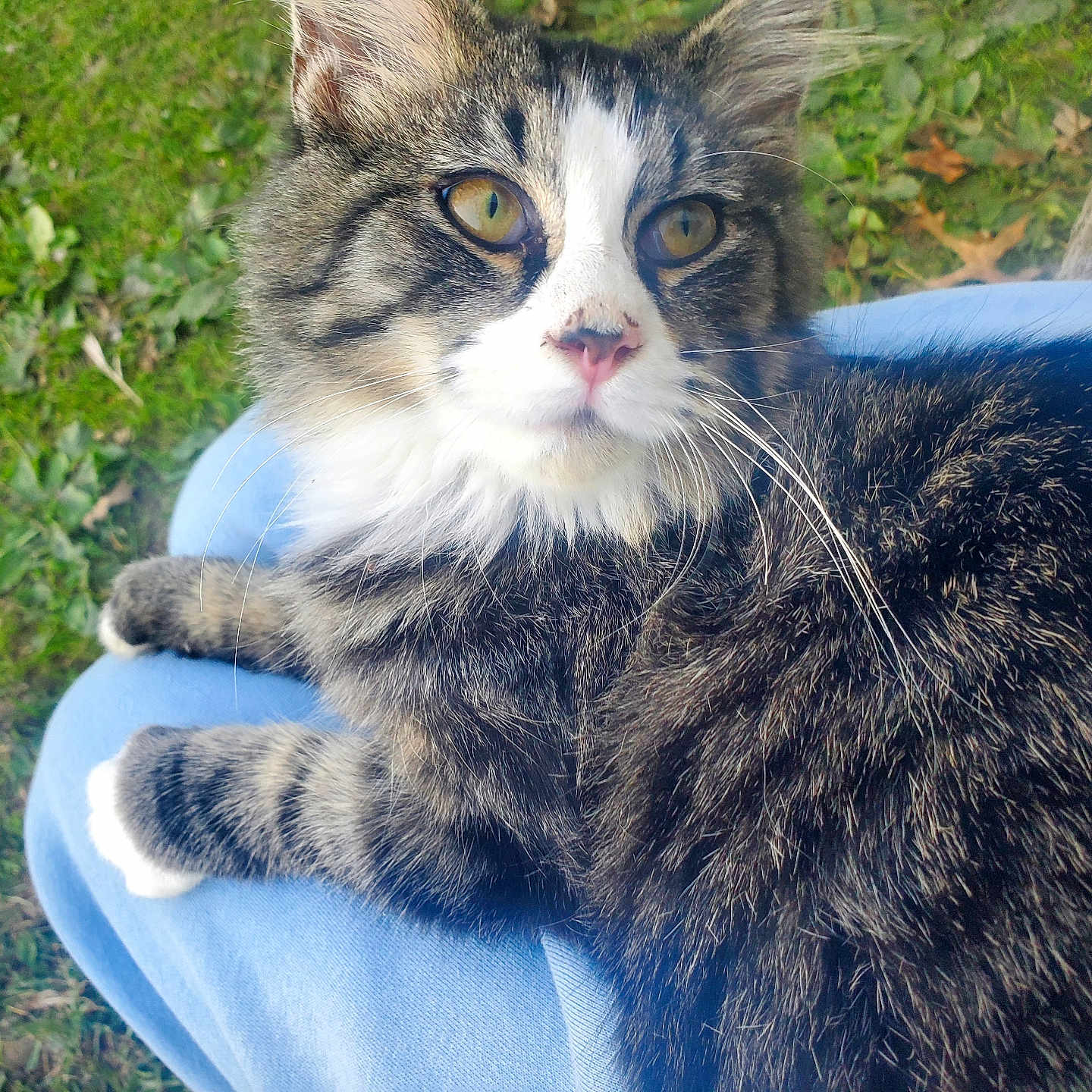 Milo joined the competition — help win amazing prizes! abyssinian, angora, animal, armchair, backyard, blanket, cat, chair, couch, field, furniture, grass, kitten, lawn, manx, nature, outdoors, pet, plant, yard