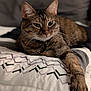 cat, tabby_cat, pet, animal, feline, paw, whiskers, collar, bed, pillow, pattern, indoor, resting, relaxed, fur, closeup, mammal, cute, sleepy, domestic
