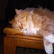 Kitty Kitty is registered to the contest to win money with this photo:
