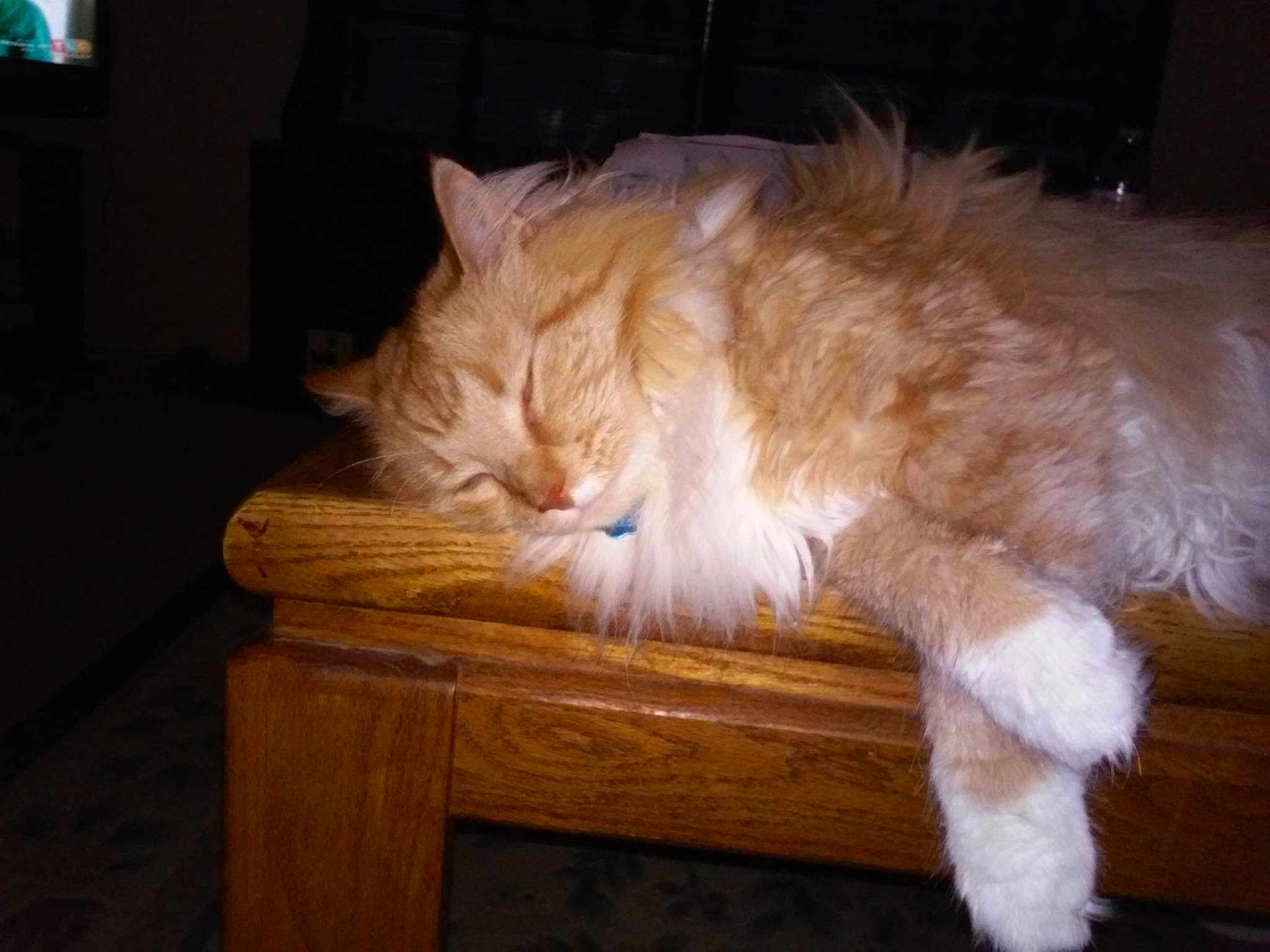 Kitty Kitty