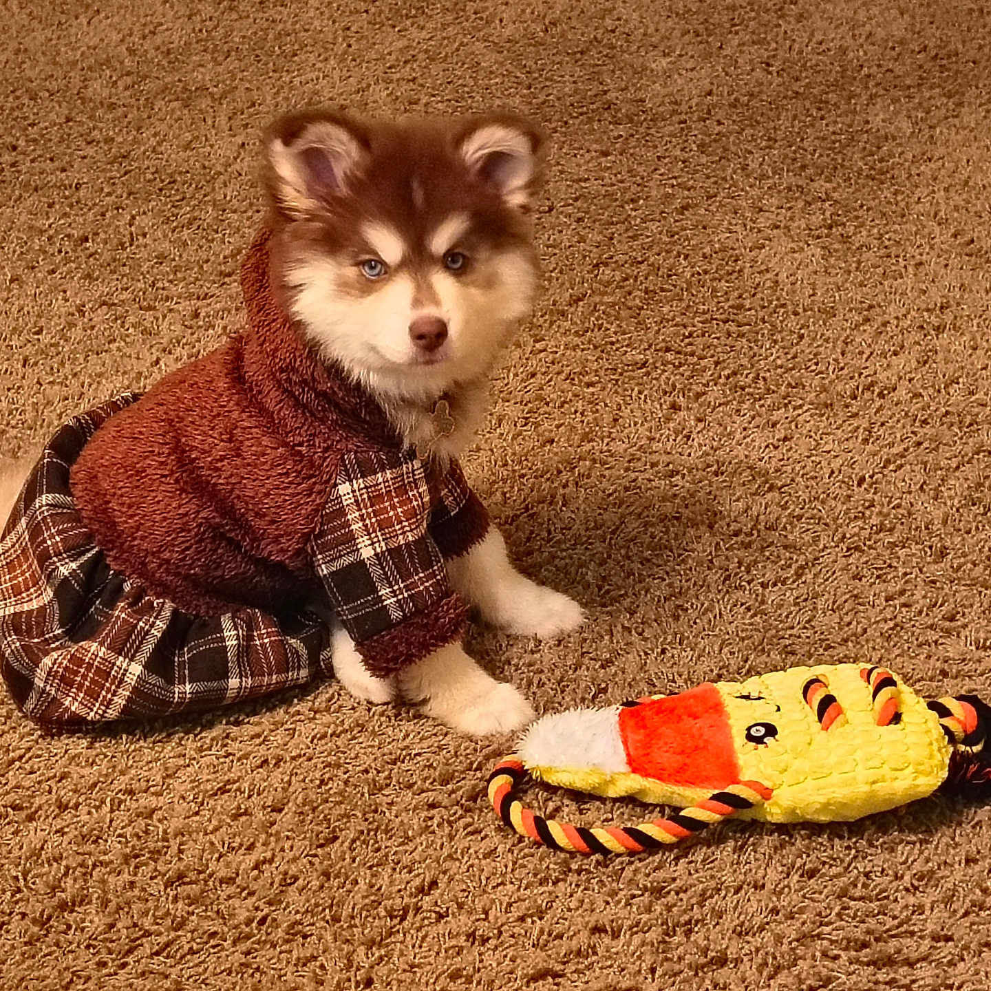 Embers is registered to the contest to win money with this photo: animal, brown, carpet, companion, cozy, cute, dog, dress, fluffy, fur, indoor, looking, pet, plaid, playful, plush_toy, puppy, sitting, small_dog, toy
