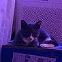 cat, box, indoor, purple_light, resting, feline, pet, animal, cozy, shadow, blurred, low_light, domestic, relaxing, quiet, still_life, curious, ears, paws, furry