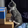 cat, gray_cat, white_cat, cardboard_boxes, indoor, pet, animal, feline, sitting, side_view, clutter, household_items, box, tail, fur, looking, domestic_cat, resting, furniture, room