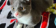 Lucky is registered to the contest to win money with this photo: kitten, cat, gray_cat, white_paws, curious, indoor, blanket, colorful, pet, animal, feline, looking, closeup, young_cat, cute, whiskers, ears, tail, paws, domestic_cat
