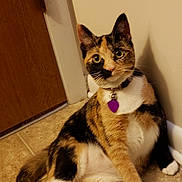 Patches joined the competition — help win amazing prizes! abyssinian, accessories, animal, architecture, canine, cat, couch, dog, furniture, hardwood, husky, indoors, interiordesign, kitten, manx, pet, plywood, siamese, strap, wood