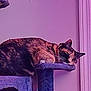 Patches joined the competition — help win amazing prizes! abyssinian, animal, blackcat, cat, closet, cupboard, furniture, kitten, manx, pet, purple, siamese