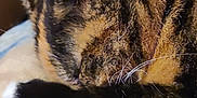Patches joined the competition — help win amazing prizes! abyssinian, animal, bodypart, brasssection, cat, couch, cup, furniture, horn, kitten, manx, mouth, musicalinstrument, person, pet, siamese, sleeping