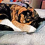 Patches is registered to the contest to win money with this photo: adult, animal, cat, computer, computerhardware, electronics, hardware, head, helmet, indoors, kitten, male, man, manx, monitor, pc, person, pet, screen, text