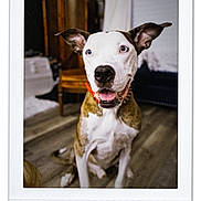 Kane joined the competition — help win amazing prizes! blue_eyes, brindle, chair, closeup, collar, couch, dog, ears_up, furniture, happy, indoor, living_room, nose, pet, polaroid_frame, portrait, sitting, tongue_out, whiskers, wooden_floor