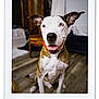 blue_eyes, brindle, chair, closeup, collar, couch, dog, ears_up, furniture, happy, indoor, living_room, nose, pet, polaroid_frame, portrait, sitting, tongue_out, whiskers, wooden_floor