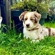 Alf a rejoint le concours — aidez-le/la à gagner de superbes lots ! puppy, dog, grass, greenery, plants, garden, outdoor, pet, cute, fur, collar, relaxed, nature, animal, canine, young, laying_down, flora, daylight, adorable