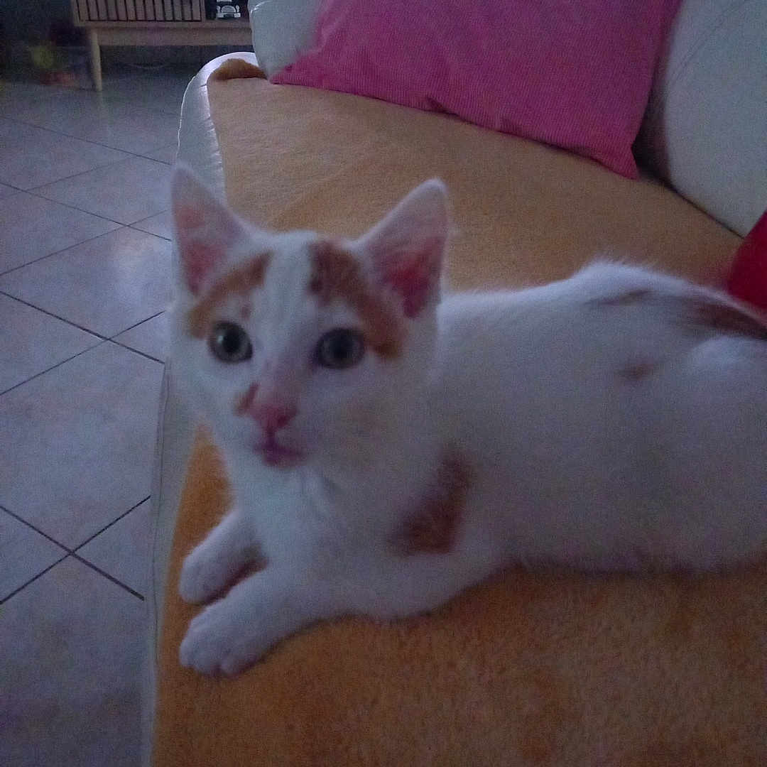 Myriam Besson a rejoint le concours — aidez-le/la à gagner de superbes lots ! blanket, cat, couch, cozy, cute, domestic_cat, feline, furniture, household, indoor, kitten, laying_down, living_room, orange_and_white, pet, pillow, resting, small_animal, tile_floor, young_cat