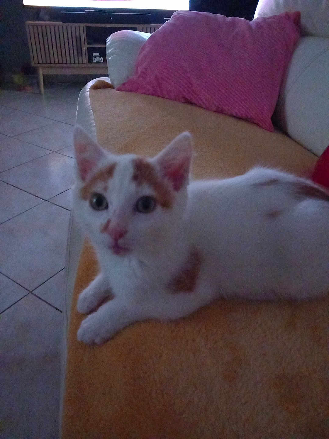 Myriam Besson a rejoint le concours — aidez-le/la à gagner de superbes lots ! kitten, cat, orange_and_white, couch, blanket, pillow, indoor, living_room, tile_floor, furniture, pet, young_cat, small_animal, domestic_cat, laying_down, cute, feline, household, resting, cozy