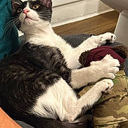 Michael joined the competition — help win amazing prizes! cat, black_and_white, indoor, couch, plush_toy, teddy_bear, military_outfit, paw, fur, relaxed, curious, pet, animal, whiskers, claws, sitting, furniture, human_arm, floor, wooden_floor