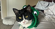 Michael joined the competition — help win amazing prizes! animal, bed, black_and_white_cat, carpet, cartoon, cat, clothing, costume, cozy, cute, door, feline, fur, furry_pet, green_hoodie, indoor, pet, poster, resting, yellow_eyes