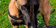 Vixie a rejoint le concours — aidez-le/la à gagner de superbes lots ! animal, belgian_malinois, canine, closeup, daytime, dog, ears, focus, grass, greenery, lake, moss, nature, outdoor, park, pet, sniffing, stone_wall, sunlight, tree