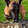 animal, belgian_malinois, canine, closeup, daytime, dog, ears, focus, grass, greenery, lake, moss, nature, outdoor, park, pet, sniffing, stone_wall, sunlight, tree