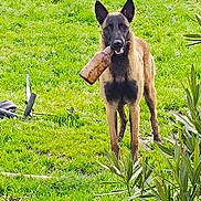 Vixie a rejoint le concours — aidez-le/la à gagner de superbes lots ! animal, belgian_malinois, bottle, brown, canine, daylight, dog, ears, field, fur, garden, grass, greenery, leaf, mouth, nature, outdoor, pet, plant, standing
